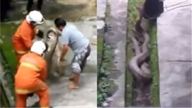 馬來西亞,眼鏡蛇,抓蛇（圖／翻攝自CP network 3 YouTube）