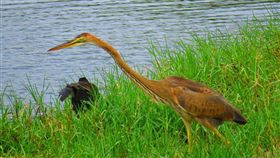 紫鷺飛臨鰲鼓溼地 冬候鳥觀賞季節到