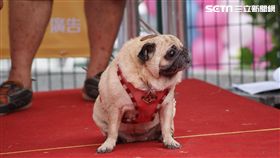 毛小孩,台北市動物保護處,狗運動公園,迎風狗運動公園,狗公園
圖／翻攝自北市府官網