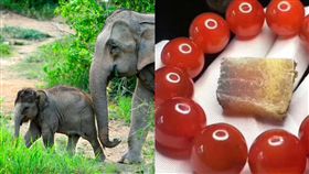 亞洲象,緬甸,盜獵,血念珠,象皮(圖/翻攝自abc news、elephant family臉書)