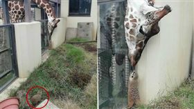  日本,動物園,長頸鹿,狐獴,物種,愛情,第三者,調戲　圖／翻攝自推特　https://goo.gl/mXJd13