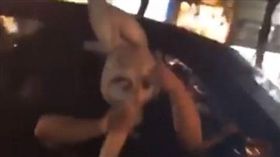 台中,巨兔,假陽具,爆廢公社（圖／翻攝自爆廢公社臉書）