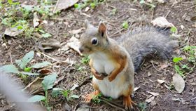 松鼠,捧乳,日本（圖／翻攝自ぼぶ Twitter）