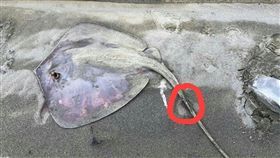 桃園,大園,釣魚,魟魚(圖/翻攝臉書)