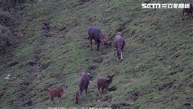 玉山國家公園塔塔加園區首見水鹿「群聚」覓食！玉管處本月初在巡查塔塔加鹿林山時，發現有7隻大小水鹿一同現身覓食，由於水鹿警覺性高，因此這樣的場景十分難得。玉管處表示，這應和近年來遊客的素質、保育成效良好有關，「這真的是全民的成就！」（圖／印莉敏提供）