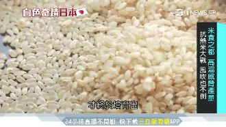 極端災害威脅產量！熊本推耐熱防風米