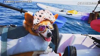 柯基第一個夏天　網大讚：上輩燒好香