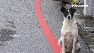 台「忠犬小八」　主人車禍牠原地苦等