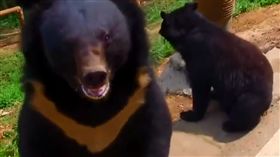 黑熊 示意圖 (翻攝自黎視頻)