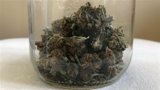 加拿大大麻全面合法　民眾夜排搶頭香