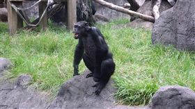 不憑力氣憑智慧　年長黑猩猩家族地位高