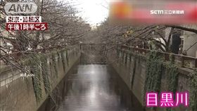 秋天賞櫻 目黑川