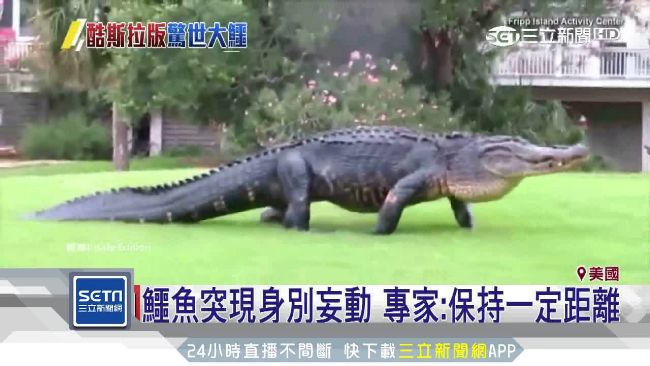 4尺巨鱷現身高球場　身形堪比酷斯拉