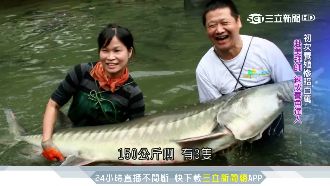 慘賠千萬！鱘龍魚達人歸零後再寫傳奇