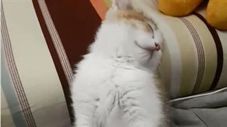 一秒倒地！醉喵「大叔睡姿」萌翻網友