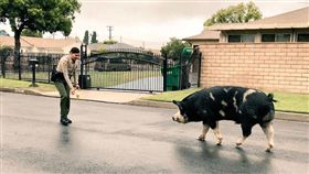 美國,豬,寵物,多力多滋　圖／翻攝自聖貝納迪諾警方