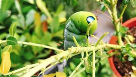 綠毛蟲,盆栽,夾竹桃天蛾,神奇寶貝（圖／翻攝自爆怨公社）