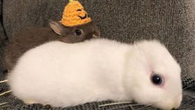 無耳也可愛！飼主化身造型師　「百變兔」多樣造型萌翻網友。（圖／翻攝自kemonomimi_bunny IG）