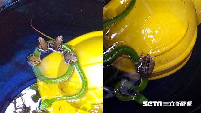 不知死活！4蛙樂把青竹絲當游泳圈