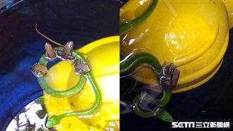 不知死活！4蛙樂把青竹絲當游泳圈