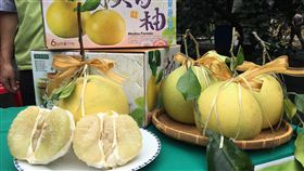 台南大白柚產季到台南大白柚進入產季，今年產量預估約有5690公噸，和去年相當，歡迎民眾訂購品嚐在地當季好滋味。（台南市農業局提供）中央社記者張榮祥台南傳真　107年10月19日