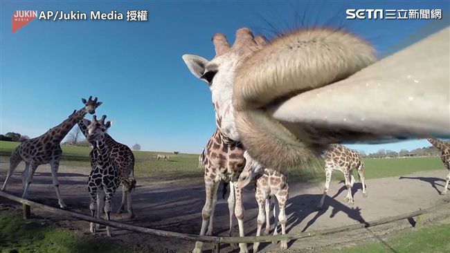 長頸鹿超好奇　相機當食物狂滴口水