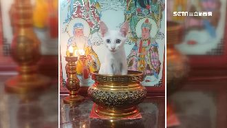 跩坐香爐當貓砂！牠就地解放嚇壞奴才