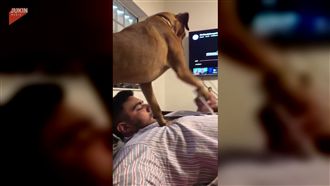 「把拔只能看我！」狗狗怒撥主人手機