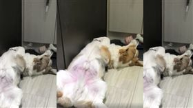 柯基這樣尿尿讓網友都跪了（圖／翻攝臉書柯基會社）