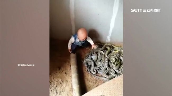 男童闖蛇窩徒手抓蛇　父母竟自豪錄影