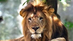 母獅的逆襲！來不及阻止…母獅暴走咬死陪伴8年雄獅　圖／翻攝臉書