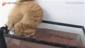 貓咪探索魚缸一秒悲劇　網：太爆笑