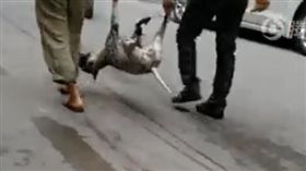 狗狗 狗肉 屍體