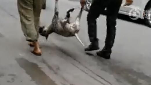 外勞又殺流浪犬　警到場見數盤狗肉