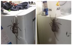 澳洲,喇牙,蜘蛛,老鼠。（圖／翻攝自Jason Womal臉書）