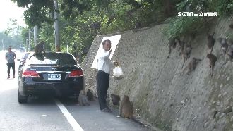 半路殺出孫悟空？獼猴衝馬路釀車禍