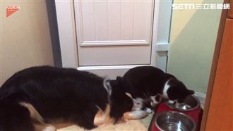 「留一點給我吧」喵皇霸氣搶食汪星人