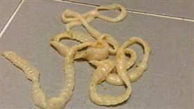 上廁所拉出「迷樣生物」　他嚇傻：怎麼把腸子拉出來了！ 圖/翻攝自臉書