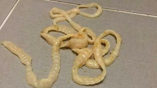 上廁所拉出怪物　他嚇傻：怎拉出腸子