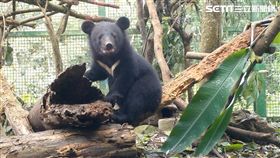 台灣黑熊,南安小熊,林務局