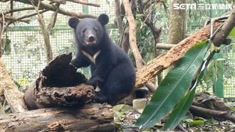 南安小熊頭好壯壯！邁野外家園第一步