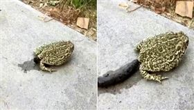 蟾蜍,拉屎,糞便,長度,爆廢公社　圖／翻攝自臉書爆廢公社