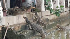 巨蜥 圖／翻攝自泰國網
