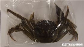 過去經食藥署檢出不合格的大閘蟹。（圖／食藥署提供）