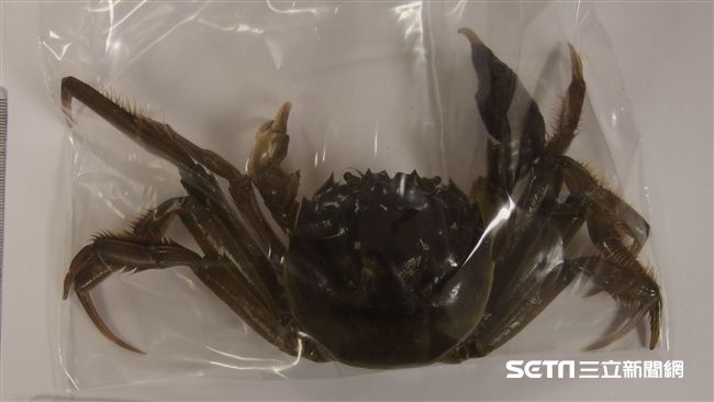驚見戴奧辛大閘蟹　這些部位少吃啊～