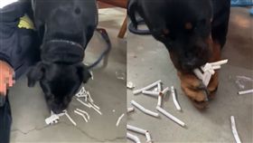 趁主人睡覺！羅威那狂啃整包菸 網友：狗還在嗎	(圖/爆怨公社)