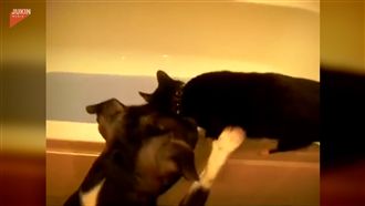 最佳損狗是你！喵星人遭狗爪偷襲落水