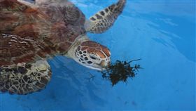 4隻受傷綠蠵龜外海野放　陳福海送行4隻受傷的保育類動物綠蠵龜，今年7月起不約而同在金門被發現，經金門縣野生動物救援暨保育協會等單位的治療及收容，4隻綠蠵龜16日搭船到外海野放，縣長陳福海（左）前來送行。中央社記者黃慧敏攝　107年10月16日