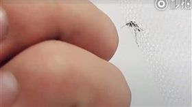 蚊子,蚊帳,調戲,療癒,生活好簡單so easy　