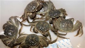 苗栗大閘蟹在地養殖　徐耀昌推介安全又美味苗栗縣長徐耀昌25日表示，近期中國大陸進口大閘蟹被驗出含戴奧辛超標，呼籲消費者選購無毒養殖的苗栗在地養殖大閘蟹，並認明專屬防偽蟹環，保證吃得安心又健康美味。（苗栗縣政府提供）中央社記者管瑞平傳真　107年10月25日